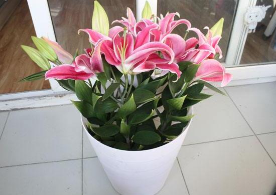 百合花多久澆次水，盆栽百合花怎么澆水/三天澆次水