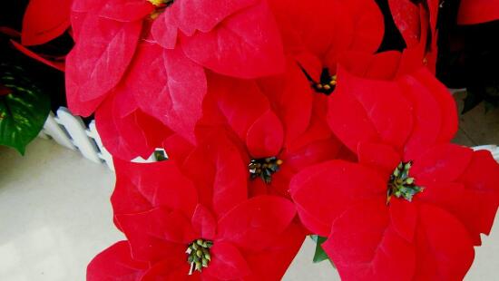 一品紅怎么養(yǎng)，一品紅養(yǎng)殖方法