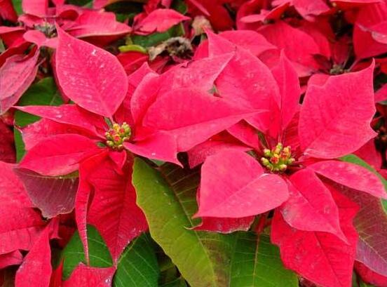 一品紅怎么澆水，一品紅澆水方法