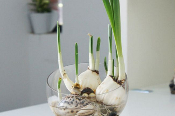 水仙花水培養(yǎng)殖方法