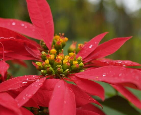 一品紅發(fā)黃掉葉子，盤點最常見的三種原因以及解決方法