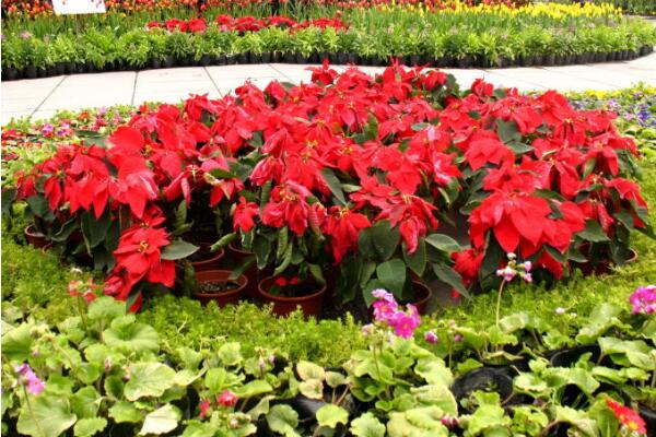 家里養(yǎng)一品紅有啥好處，改善空氣、供觀賞用