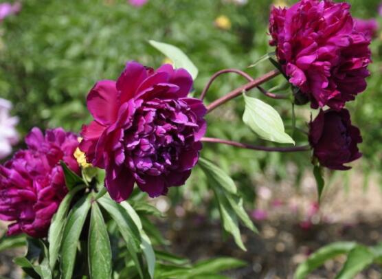 黑芍藥花功效及作用，護(hù)膚養(yǎng)顏、養(yǎng)肝護(hù)肝、緩解疲勞