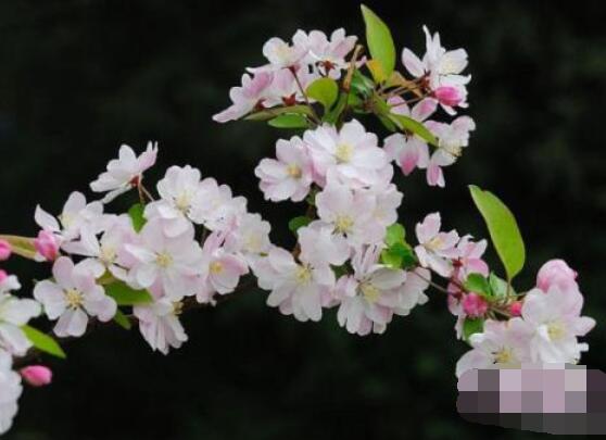 海棠花好養(yǎng)嗎，好養(yǎng)/老農(nóng)總結(jié)最簡單五種養(yǎng)殖方法