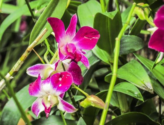 蘭花澆水方法，不同環(huán)境不同澆水量(光照溫度)