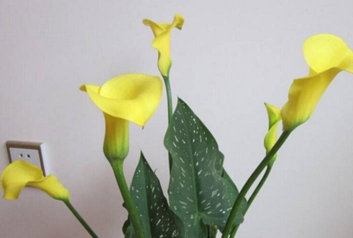 盆栽馬蹄蓮的養(yǎng)殖方法，生長環(huán)境很重要