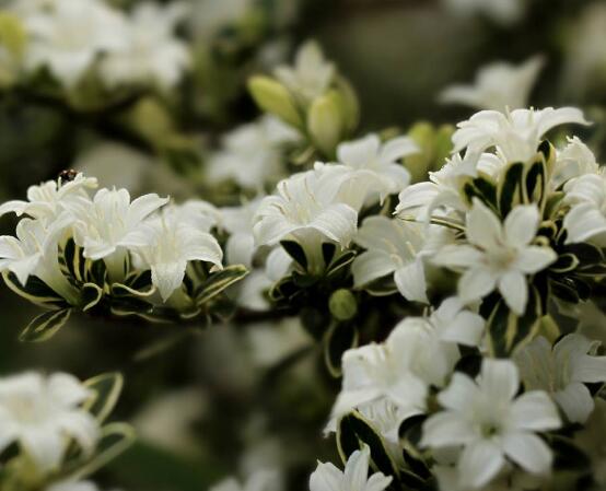 六月雪怎么養(yǎng)殖，老農(nóng)總結(jié)最簡單八大基本養(yǎng)殖方法