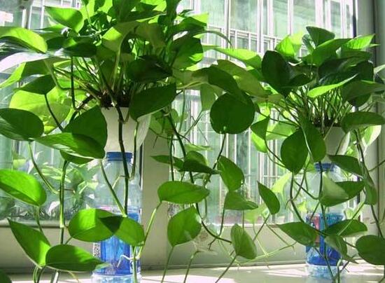 綠蘿長得慢怎么辦，做好這六個(gè)要點(diǎn)爆盆不斷