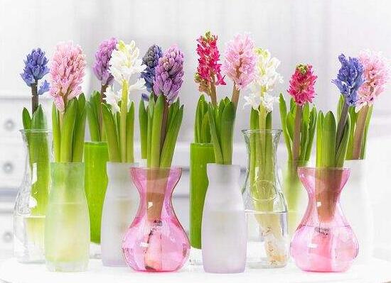 風信子怎么修剪，風信子修剪方法過程