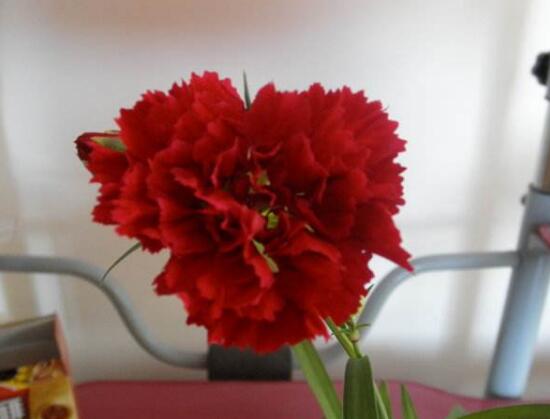 康乃馨什么時候開花，康乃馨的花期多長