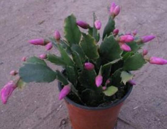 蟹爪蘭不開(kāi)花的原因，蟹爪蘭怎么修剪開(kāi)花多