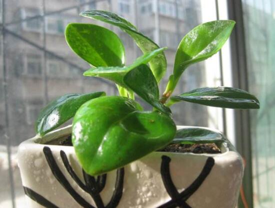 碧玉怎么扦插，碧玉的繁殖方法