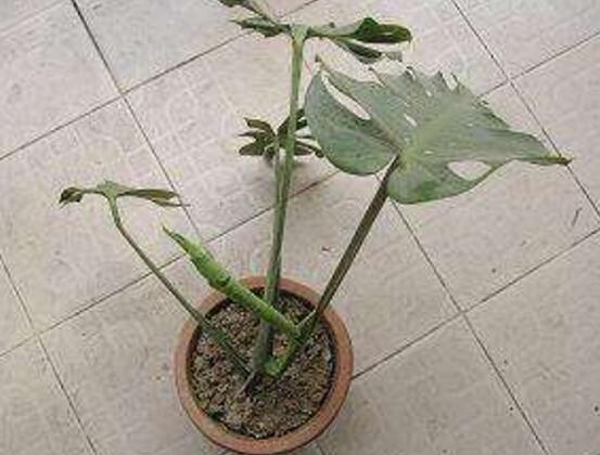 龜背竹怎么修剪，龜背竹修剪方法