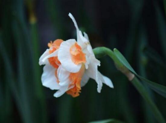 洋水仙的繁殖方法，播種與分球兩種繁殖方法