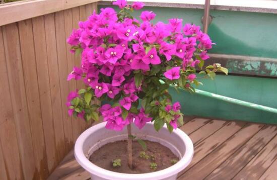 三角梅什么時候開花，三角梅為什么不開花