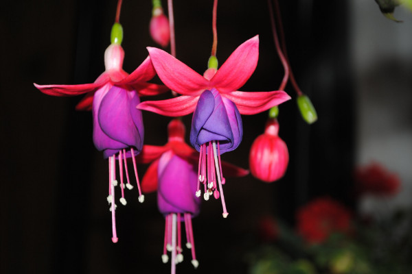 燈籠花的四季養(yǎng)護(hù)，夏季通風(fēng)冬季移入室內(nèi)保溫防寒