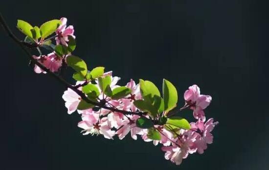 家里為什么不能海棠花，家里養(yǎng)海棠花不吉利