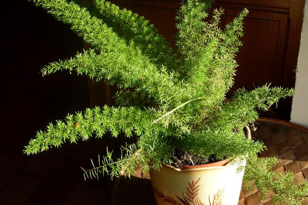 文竹多久澆一次水，正常情況下2~3天澆水一次即可