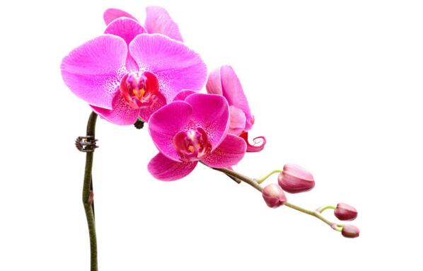 蝴蝶蘭的花期有多長，蝴蝶蘭花期可以施肥嗎