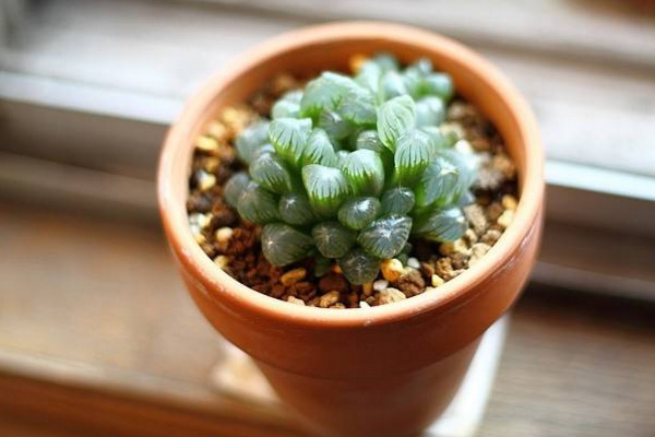 玉露為什么往上長(zhǎng)