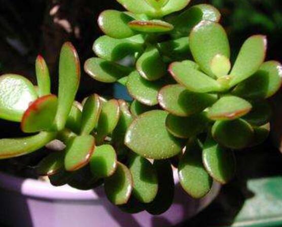 盆栽燕子掌的養(yǎng)殖方法，教你八大基本方法可生長的青翠碧綠