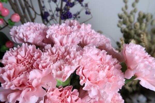 康乃馨移栽注意事項(xiàng)，冬天移栽要注意保溫