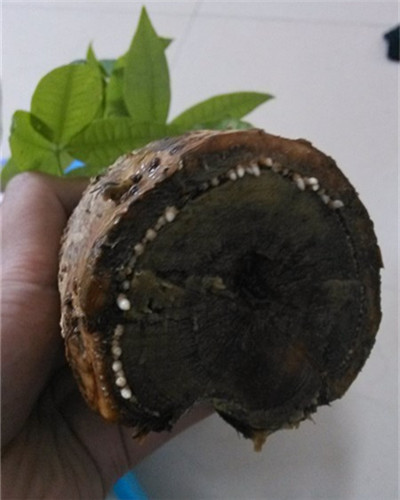 發(fā)財樹根部腐爛后改水培方法圖解