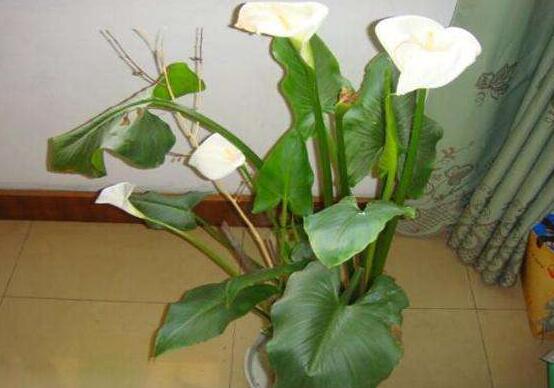 水養(yǎng)馬蹄蓮的養(yǎng)殖方法，做好五個要點水培無憂(茂盛美觀)