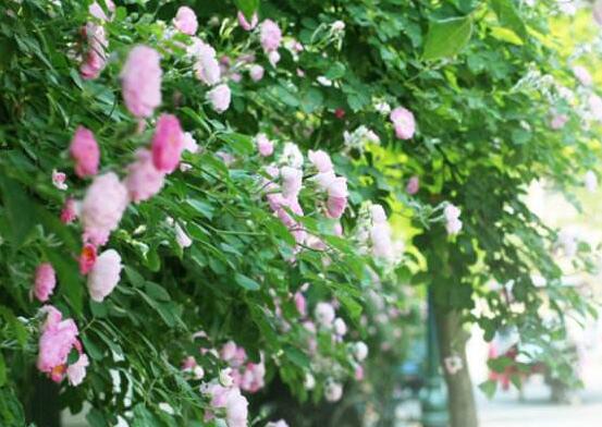 薔薇花繁殖，薔薇花繁殖方法