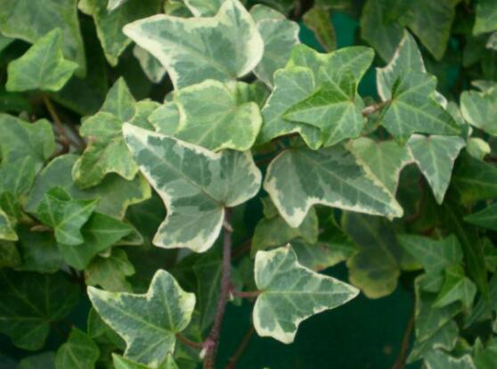 常春藤晚上能放臥室嗎，能/凈化空氣、舒緩身心、擋煞驅(qū)煞