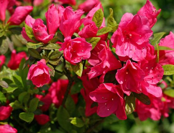 杜鵑花怎么修剪，杜鵑花修剪方法