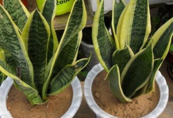 虎皮蘭怎么繁殖，虎皮蘭扦插方法步驟