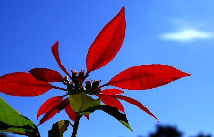 一品紅有沒(méi)有毒，有毒和無(wú)毒的說(shuō)法