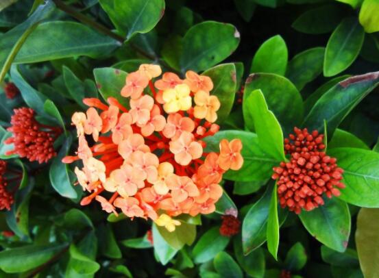 繡球不開花的原因，四種原因以及解決辦法