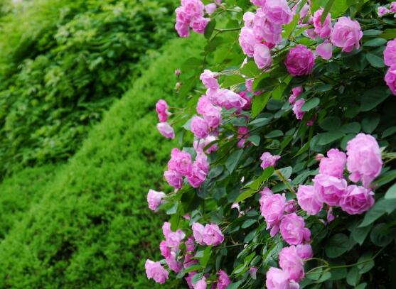 薔薇花的花語和傳說，薔薇花象征著愛情與愛的思念