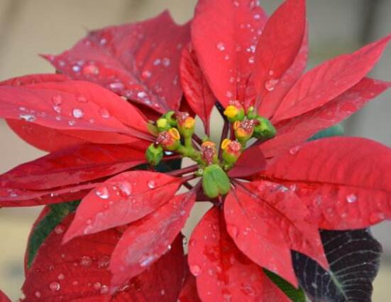 一品紅花，一品紅花圖片