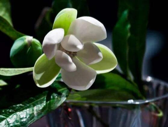 茉莉花圖片，潔白如雪、芳香迷人