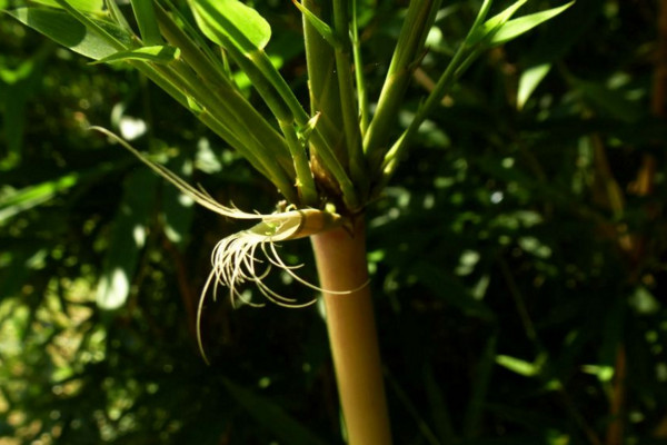 早園竹和青竹區(qū)別