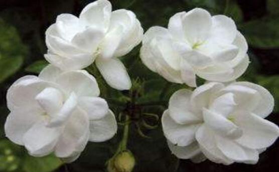 茉莉花怎么澆水，茉莉花澆水方法