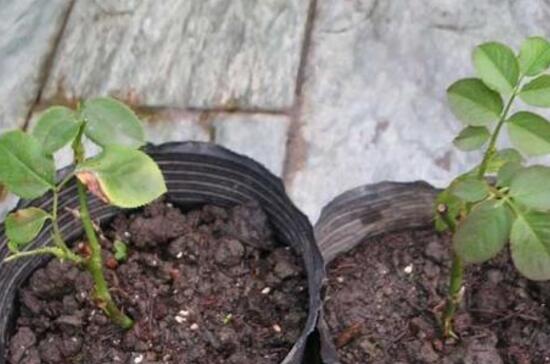 月季什么時候種最合適，月季花的種植方法