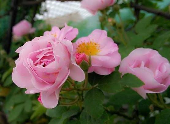 薔薇花的養(yǎng)殖方法和注意事項，八大養(yǎng)殖方法和注意事項