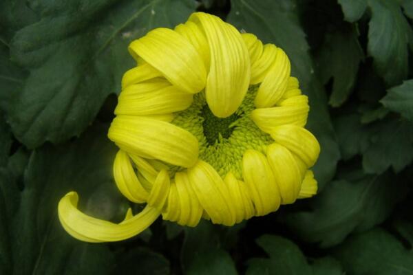 菊花葉子變黑怎么回事，可能是感染了褐斑病