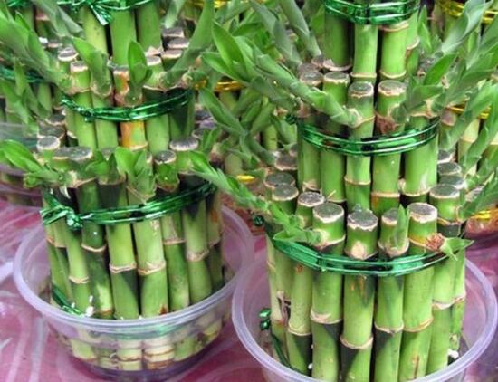 富貴竹怎么繁殖，富貴竹繁殖方法圖解