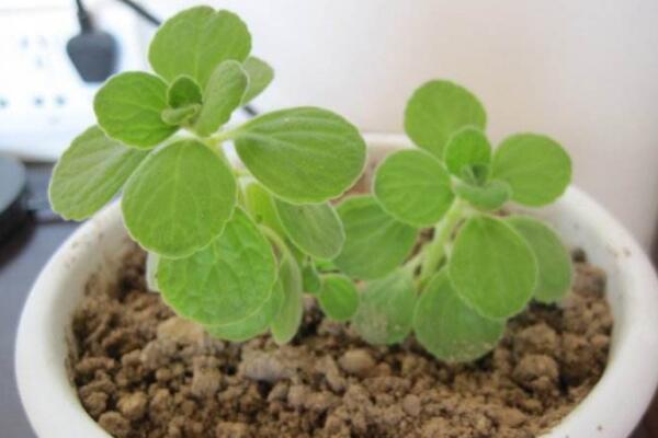 植物碰碰香的養(yǎng)殖方法，光照充足是碰碰香生長(zhǎng)的關(guān)鍵