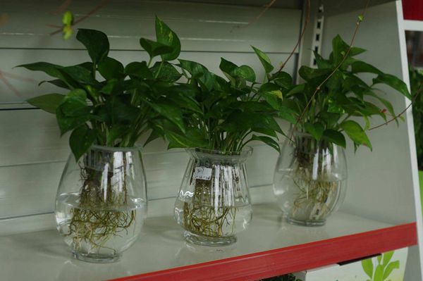 綠蘿水培方法圖解，圖文并茂給你一個全新的水培方法步驟