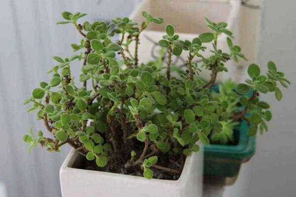 碰碰香老樁怎樣修剪，主要修剪多余的枝條