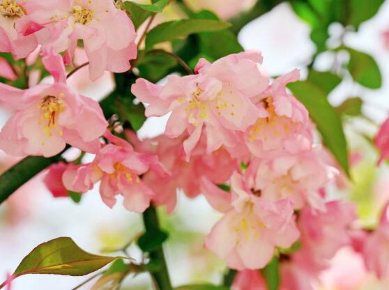 海棠花葉子發(fā)黃怎么辦，海棠花葉子發(fā)黃解決辦法