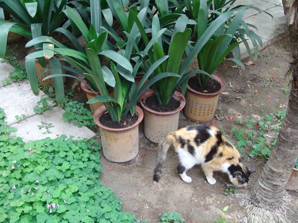 君子蘭施肥方法，加固肥和追液肥兩種方法讓你君子蘭年年開(kāi)花