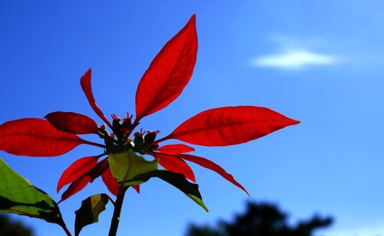 一品紅葉子掉光能活嗎，精心養(yǎng)殖是可以活的