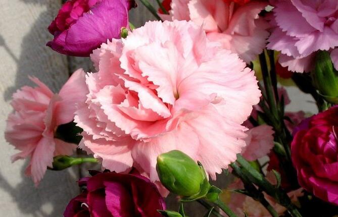 康乃馨的作用與功效，不光可以送人并且還有著很高的藥用價(jià)值